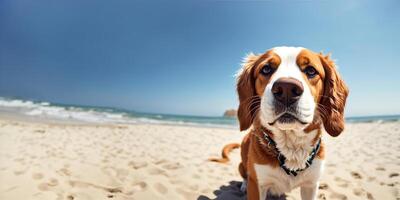 Hund auf das Strand gegen das Hintergrund von das Ozean breit Winkel Banner foto