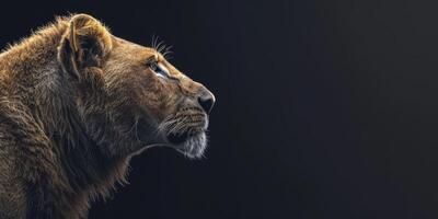 Löwen im das wild Savanne foto