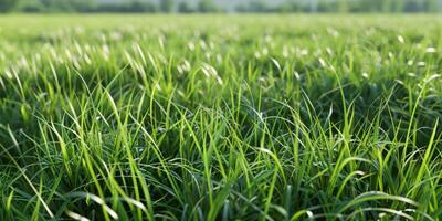 Grün Gras im das Weide foto