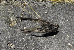 der unglückliche Tod eines fliegenden Vogels. schlucken. die Leiche nach dem Tod eine Woche später. foto