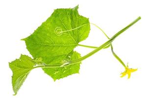 grüner Gurkentrieb mit Fruchtknoten und Blättern. foto