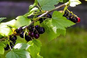 Beeren der schwarzen Johannisbeere reifen an Sträuchern, die im Freien wachsen foto