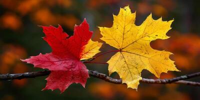 Herbst Blatt fallen Gelb Blätter Herbst foto