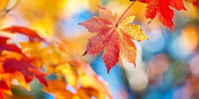 Herbst Blatt fallen Gelb Blätter Herbst foto