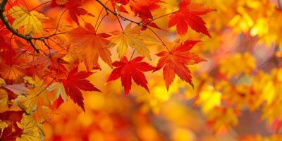 Herbst Blatt fallen Gelb Blätter Herbst foto