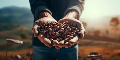 Kaffee Bohnen im Palmen foto