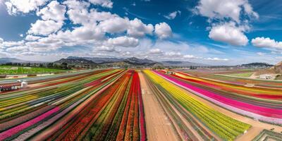 Antenne Aussicht von Blühen Blumen foto