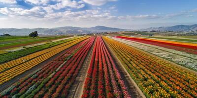 Antenne Aussicht von Blühen Blumen foto