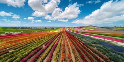 Antenne Aussicht von Blühen Blumen foto