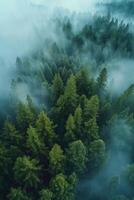 Nebel im Wald Antenne Aussicht foto