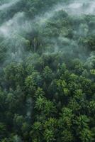 Nebel im Wald Antenne Aussicht foto