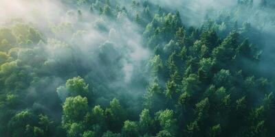 Nebel im Wald Antenne Aussicht foto