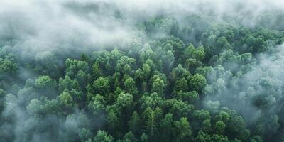 Nebel im Wald Antenne Aussicht foto