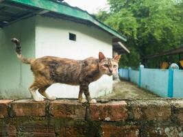 Fotografie von ein weiblich Dorf Katze Stehen auf ein Mauer foto