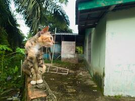 Fotografie von ein weiblich Dorf Katze Stehen auf ein Mauer foto