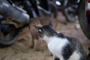 Fotografie von ein streunend Hündchen und ein Katze wurden spielen im das Hof foto