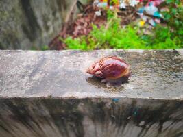 Fotografie von ein Schnecke auf ein nass Mauer mit ein verschwommen Hintergrund foto