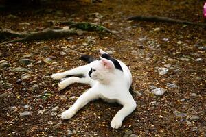 Fotografie von ein Weiß inländisch Katze entspannend auf das Boden foto