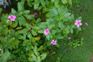 schließen oben von das Rosa Immergrün Blume Pflanze welche hat das Latein Name Catharanthus Roseus foto