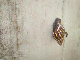 Fotografie von ein Schnecke während kleben zu das Mauer mit es ist Kot foto