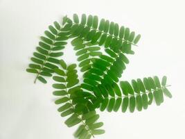 Fotografie von Tamarinde Blätter auf ein isoliert Weiß Hintergrund foto