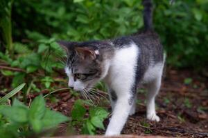 Fotografie Porträt von ein schwarz und Weiß Teenager Katze mit ein draussen Hintergrund foto