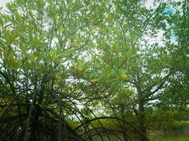 Fotografie schön Mangrove Pflanzen sind gepflanzt auf das Strand foto