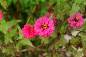 Fotografie von Zinnie peruviana Blume Pflanzen im das Garten im das Morgen foto