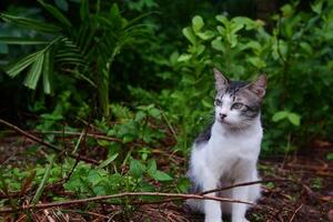 Fotografie Porträt von ein schwarz und Weiß Teenager Katze mit ein draussen Hintergrund foto