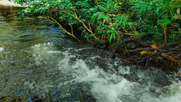 Fotografie von frisch Blätter auf das Fluss Bank foto