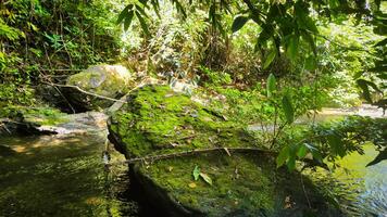 Fotografie von moosig Felsen im das Fluss foto