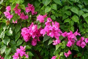 Fotografie von Papier Blumen oder jene mit das lattin Name Bougainvillea mit ein natürlich Hintergrund foto