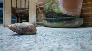 Schnecke Tier Natur Schale schleppend Schnecke Spiral- schleimig Garten Tierwelt Gastropode Wendel Nahansicht Molluske braun Weichtier süß Essen Makro Schnecke Geschäft Idee Wachstum kriechen Design Essen Tier Zeichnung Insekt komisch foto