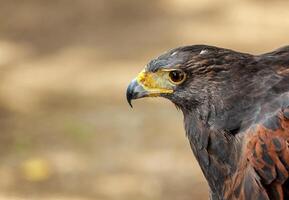 Nahansicht von das Kopf von ein Falke foto