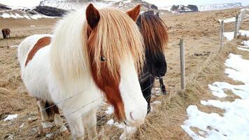 isländisch Pferde sind sehr einzigartig Kreaturen zum das Island.. foto