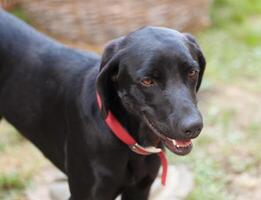 ein schwarz Hund mit ein rot Halsband Stehen im das Gras foto