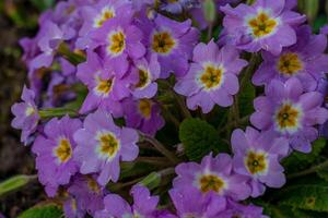 Frühling Blumen. Blühen Primel oder Primel Blumen im ein Garten foto