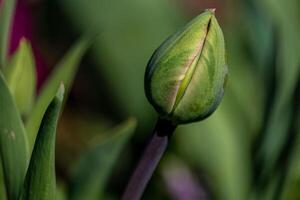 jung Grün Neu Knospen von Tulpe Blumen sprießen aus und Wachstum im Frühling Jahreszeit foto