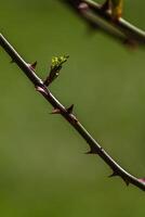 zuerst früh Frühling Knospen auf Geäst März April Blumen- Natur selektiv Fokus foto