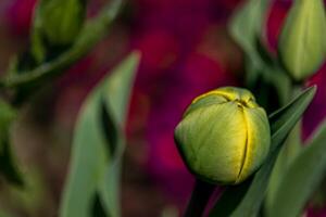 jung Grün Neu Knospen von Tulpe Blumen sprießen aus und Wachstum im Frühling Jahreszeit foto