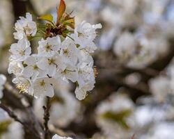 frisch Kirsche Blüten ziehen um im das Wind auf ein Baum foto