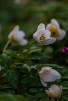 Frühling Blumen. Blühen Primel oder Primel Blumen im ein Garten foto