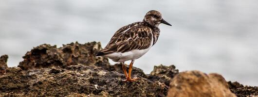 Vogel Küste Banner foto