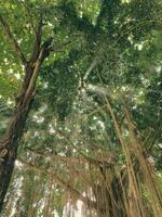 Strahl von Sonnenlicht durch das Banyan Baum im das Höhle von Jungfrau Maria puhsarang foto