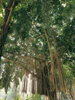 Strahl von Sonnenlicht durch das Banyan Baum im das Höhle von Jungfrau Maria puhsarang foto