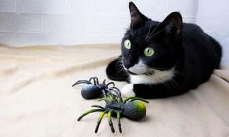 ein schwarz Katze Lügen auf das Tagesdecke Nächster zu ihm gruselig Spielzeug Spinnen. Halloween Konzept foto