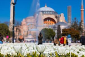 Weiß Tulpen und Hagia Sophia oder Ayasofya Moschee foto