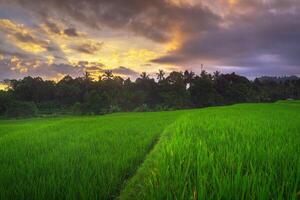 schön Morgen Aussicht von Indonesien von Berge und tropisch Wald foto