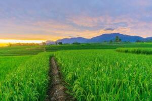 schön Morgen Aussicht von Indonesien von Berge und tropisch Wald foto