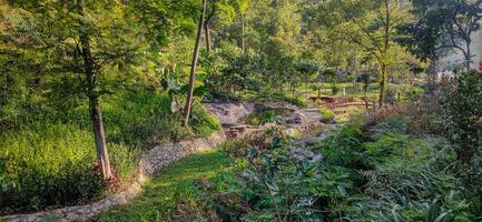 tropisch Wald im coban traurig, Osten Java, Indonesien foto